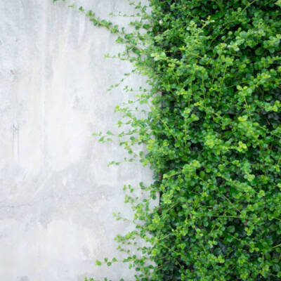 Cimento verde: saiba o que é este novo material